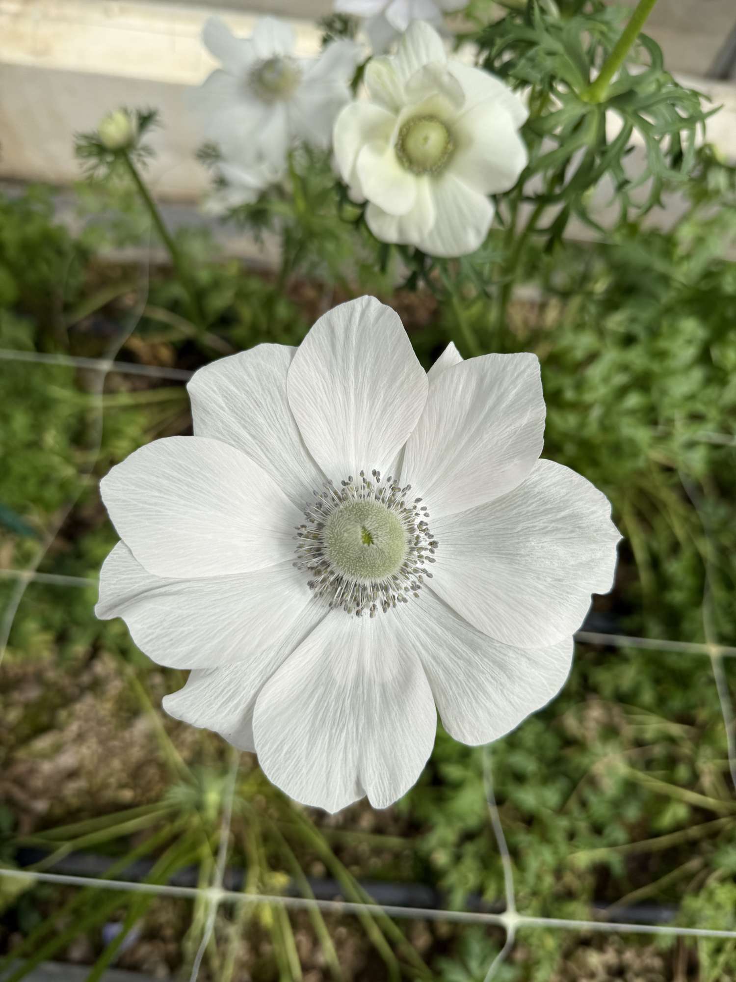 Anemone 'Mistral® Pale'